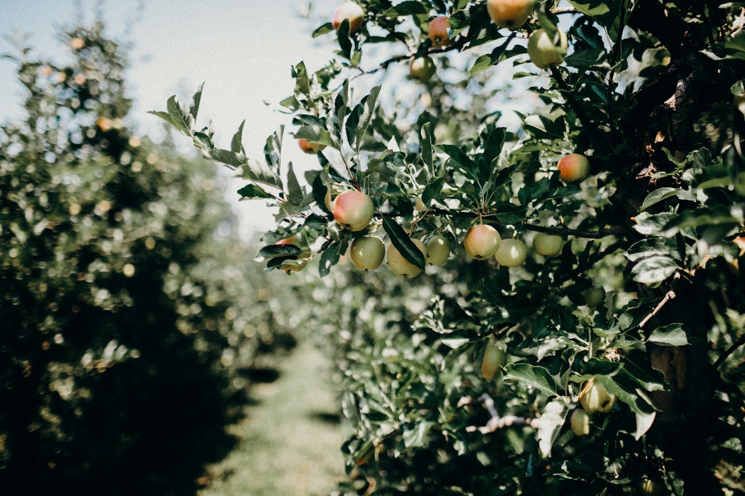 Die besten Tipps für nachhaltigen Obstbau