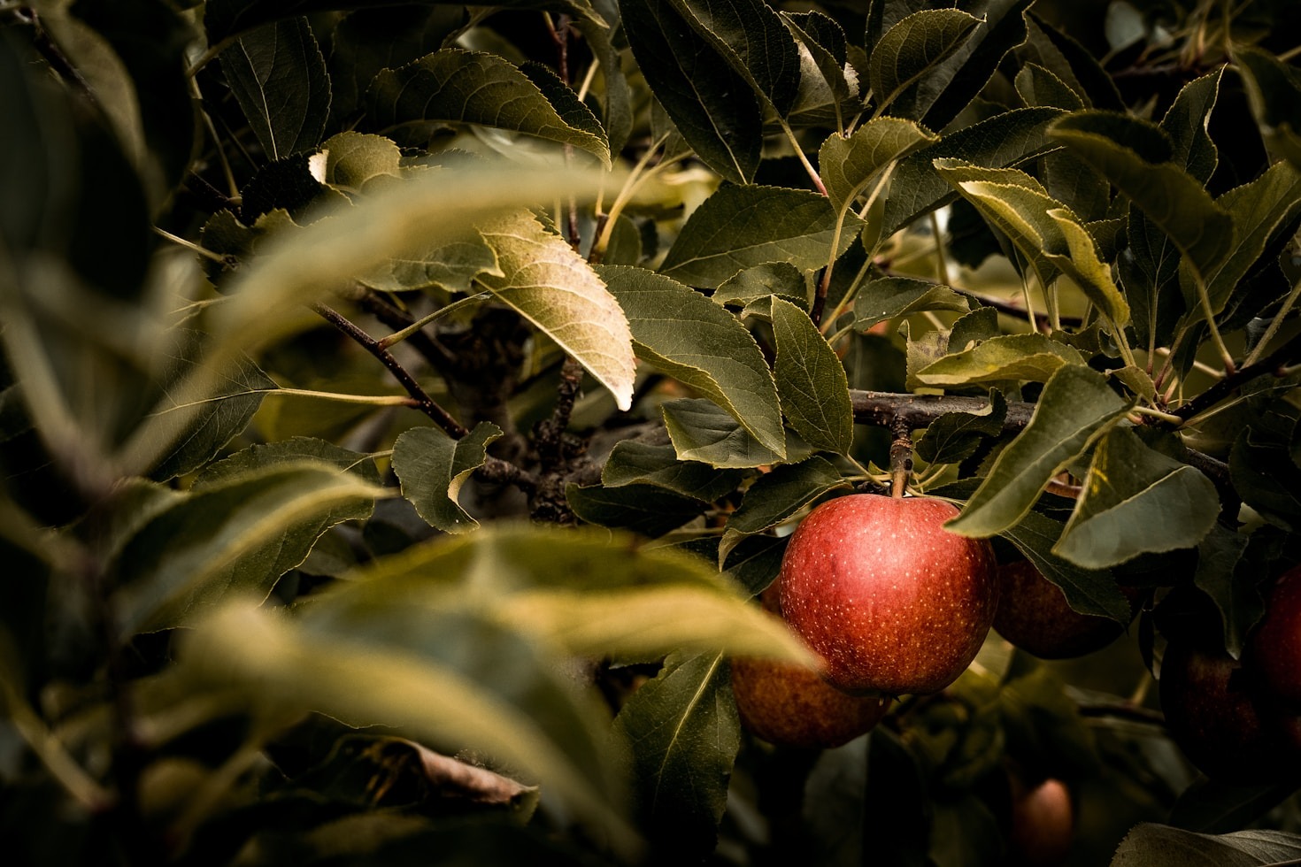 Naturschutz und Obstbau: Wie passt das zusammen?